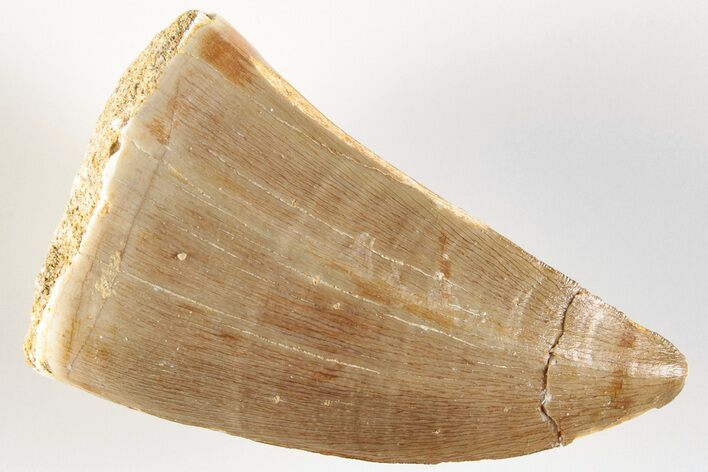 Fossil Mosasaur (Mosasaurus) Tooth - Morocco #201037
